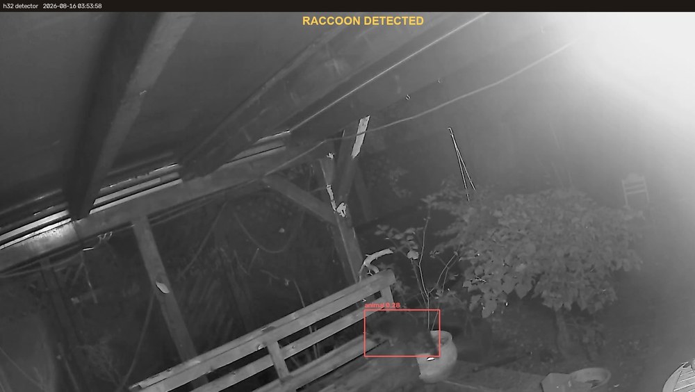 The detector's own output: an infrared night-camera frame at 03:53, a red box drawn round the raccoon and a RACCOON DETECTED banner